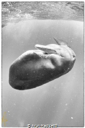 "Im ready for my close up now"....Sperm whale taken under... by Arun Madisetti 